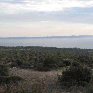 Poljoprivredno zemljište, Vir, 6800 m2 POVOLJNO!  (ID-365)