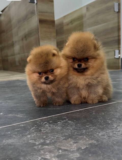 Pomeranci vrhunskog kvaliteta