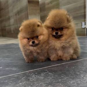 Pomeranci vrhunskog kvaliteta