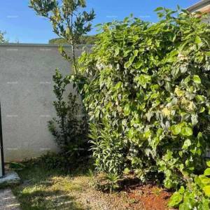 Prodaja kuće, udaljena 50 m od mora, Umag!