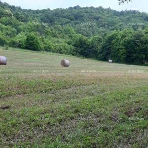 Prodaja- veliko imanje/stancija u središnjoj Istri, Pazin! Investicijska prilika!