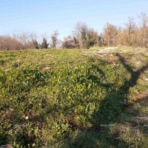 Prodaje se zemljište u Brtonigli (Istra) –građevinsko i   poljoprivredno, ukupne površine 5.000 m²