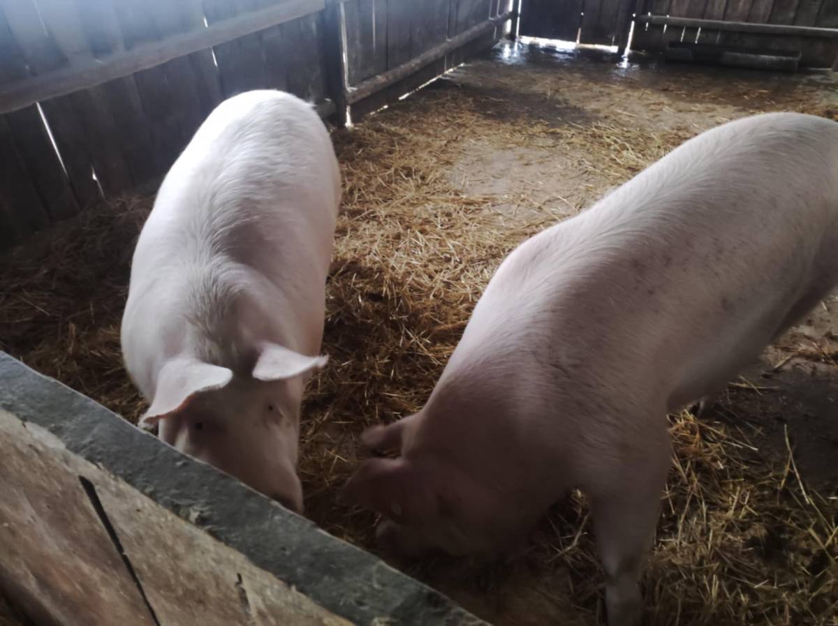 Prodajem bravce za klanje