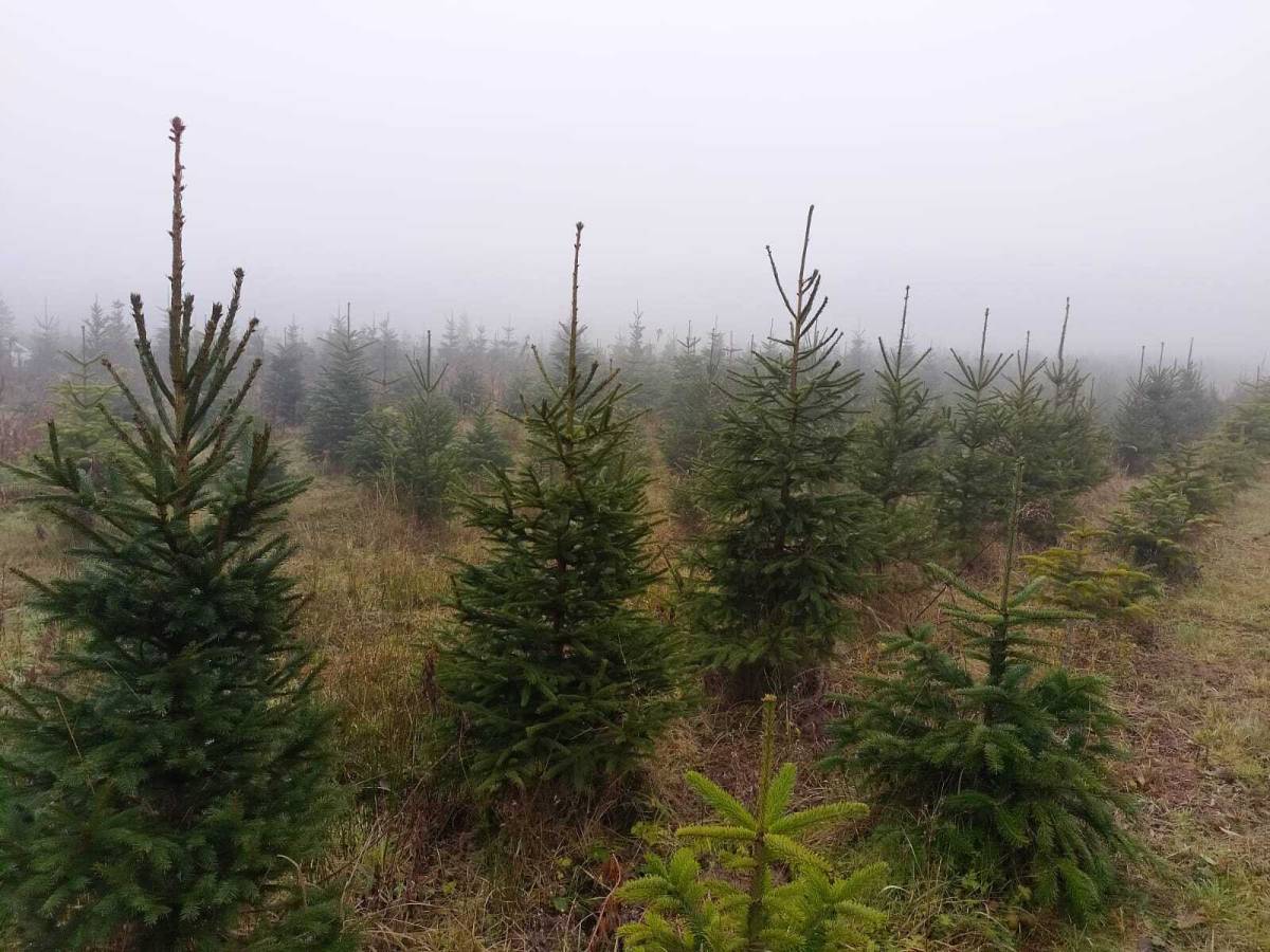 Prodajem nordijske jelke