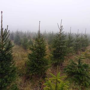 Prodajem nordijske jelke