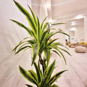 Pula, Arena – Potpuno renovirani stan u blizini Arene.