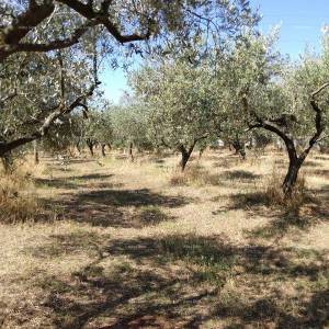 PULA BUSOLER građevinsko - poljoprivredni  teren.