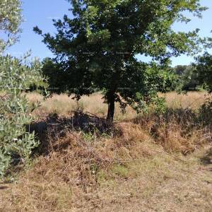 PULA BUSOLER građevinsko - poljoprivredni  teren.