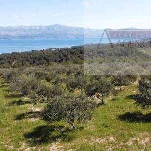 Sutivan 14628 m2 poljoprivredno zemljište masline i šipak - top!