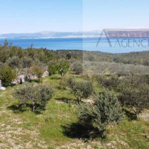 Sutivan 14628 m2 poljoprivredno zemljište masline i šipak - top!