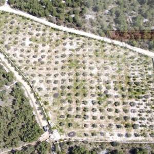 Sutivan 14628 m2 poljoprivredno zemljište masline i šipak - top!