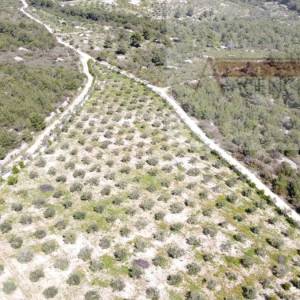 Sutivan 14628 m2 poljoprivredno zemljište masline i šipak - top!