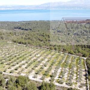 Sutivan 14628 m2 poljoprivredno zemljište masline i šipak - top!