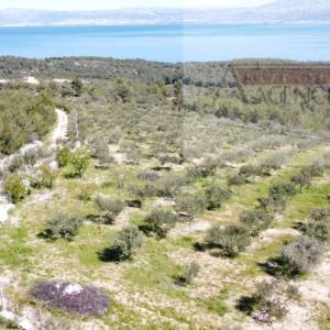 Sutivan 14628 m2 poljoprivredno zemljište masline i šipak - top!