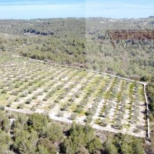 Sutivan 14628 m2 poljoprivredno zemljište masline i šipak - top!