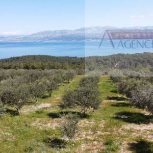 Sutivan 14628 m2 poljoprivredno zemljište masline i šipak - top!