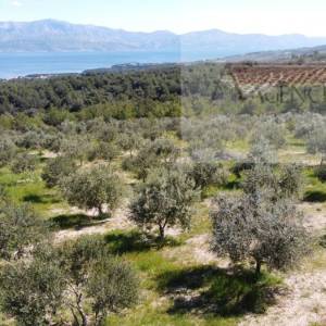 Sutivan 14628 m2 poljoprivredno zemljište masline i šipak - top!