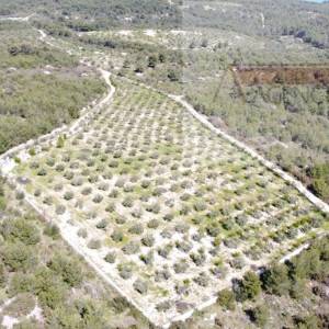 Sutivan 14628 m2 poljoprivredno zemljište masline i šipak - top!