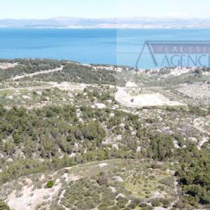 Sutivan 19713 m2 poljoprivredno zemljište + objekt 1/1