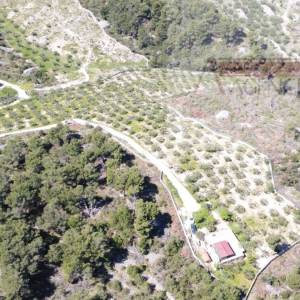 Sutivan 19713 m2 poljoprivredno zemljište + objekt 1/1