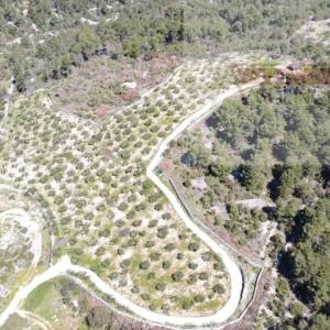 Sutivan 19713 m2 poljoprivredno zemljište + objekt 1/1