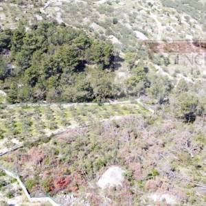 Sutivan 19713 m2 poljoprivredno zemljište + objekt 1/1