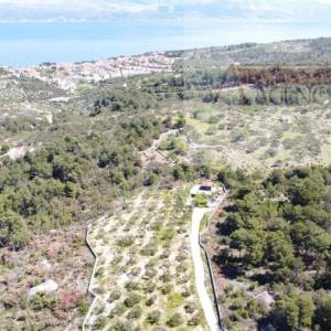 Sutivan 19713 m2 poljoprivredno zemljište + objekt 1/1