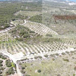 Sutivan 32381 m2 poljoprivredno zemljište masline i šipak - top!