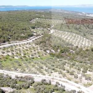 Sutivan 32381 m2 poljoprivredno zemljište masline i šipak - top!