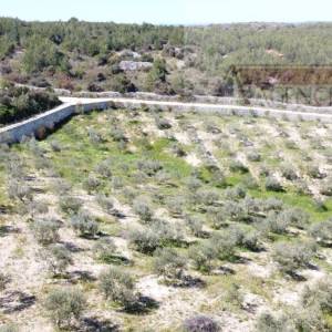 Sutivan 32381 m2 poljoprivredno zemljište masline i šipak - top!