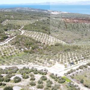 Sutivan 32381 m2 poljoprivredno zemljište masline i šipak - top!