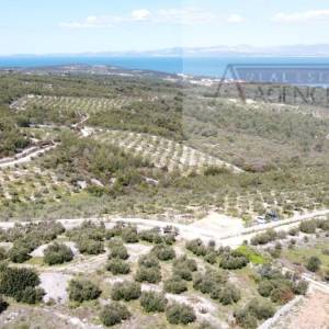 Sutivan 32381 m2 poljoprivredno zemljište masline i šipak - top!