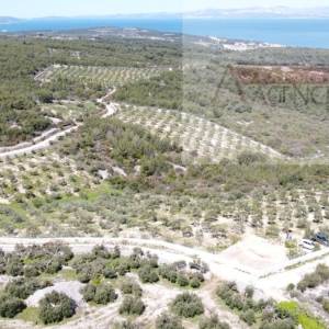 Sutivan 32381 m2 poljoprivredno zemljište masline i šipak - top!