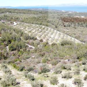 Sutivan 32381 m2 poljoprivredno zemljište masline i šipak - top!