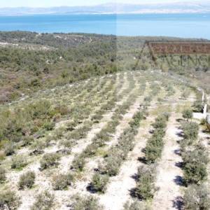 Sutivan 32381 m2 poljoprivredno zemljište masline i šipak - top!