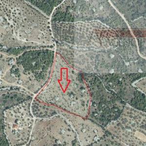 Sutivan Poljoprivredno zemljište 11070 m2 sa 120 maslina