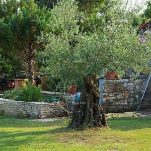 UMAG, Kuća, 144 m², s velikim vrtom i ljetnom kuhinjom, potpuno renovirana!