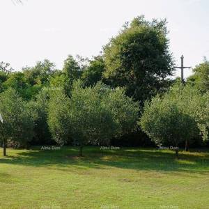 UMAG, Kuća, 144 m², s velikim vrtom i ljetnom kuhinjom, potpuno renovirana!