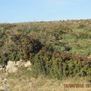 VIR Skalinice - poljoprivredno zemljište 4000 m2 ISPOD CIJENE!  (ID-426)