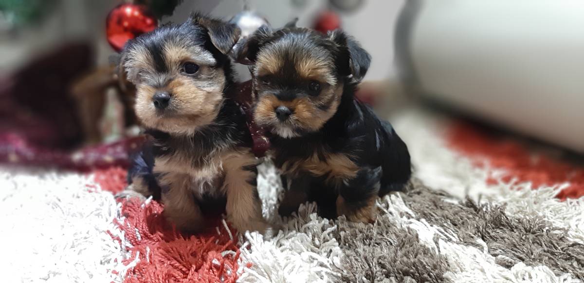 Yorkshire terrier, Jorkširski terijer, Jorki, Yorki- mali štenci