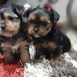 Yorkshire terrier, Jorkširski terijer, Jorki, Yorki- mali štenci
