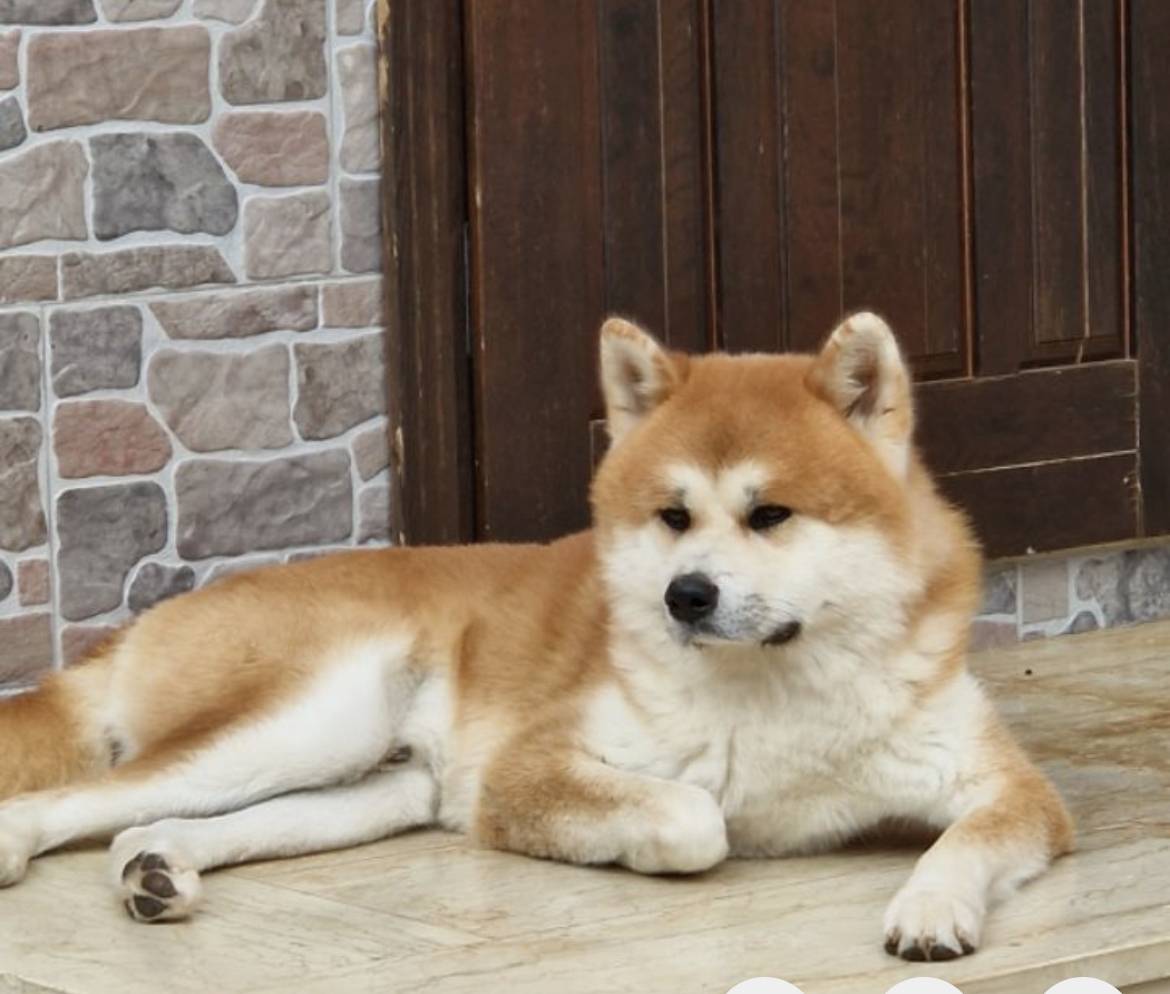 Akita Inu mužjak spreman za parenje