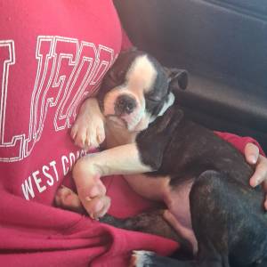 Boston Terijer ciskokrvni,uredni papiri