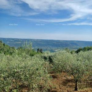 Građevinsko zemljište s maslinikom i panoramskim pogledom – Grožnjan