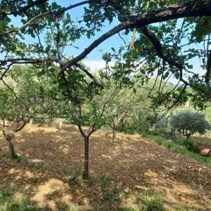 Građevinsko zemljište s maslinikom i panoramskim pogledom – Grožnjan