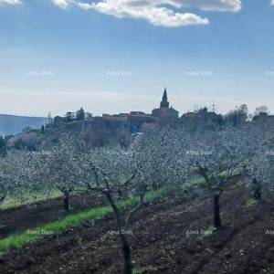 Građevinsko zemljište s maslinikom i panoramskim pogledom – Grožnjan