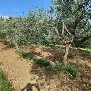 Građevinsko zemljište s maslinikom i panoramskim pogledom – Grožnjan