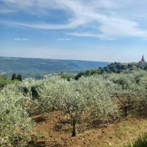 Građevinsko zemljište s maslinikom i panoramskim pogledom – Grožnjan