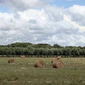 Investicijska prilika! Prodaja građevinskog zemljišta turističko-ugostiteljske namjene-T zona, Ližnjan!