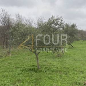 Istra, Kanfanar, poljoprivredno zemljište, 13.301m2